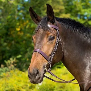Shires Avignon Middleburg Bridle